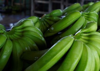 Lack of water halves banana production at Mozambique’s Bananalândia