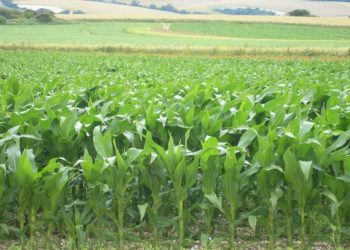 Boosting agricultural production in eastern and southern Africa