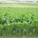 Boosting agricultural production in eastern and southern Africa