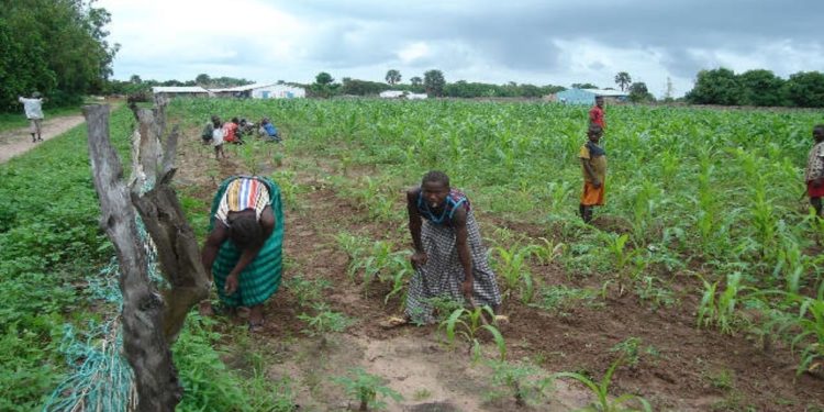 Sporadic rains worry Zambezi farmers