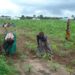 Sporadic rains worry Zambezi farmers