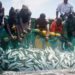 Over-exploitation of Africa’s fisheries: Not enough fish in the sea