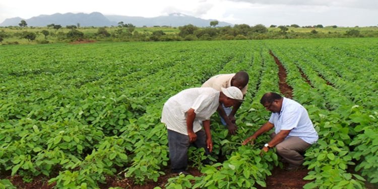 Mozambique’s Agriculture has potential for growth