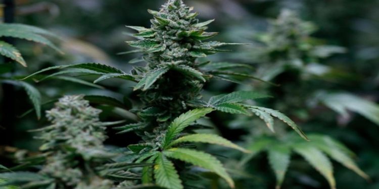 Navigating through the cloud of cannabis legislation in South Africa