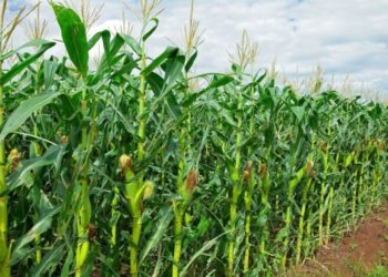 Contrasting agro-commodity prices across markets in Mozambique