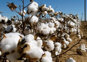 Mozambique call on cotton farmers to diversify