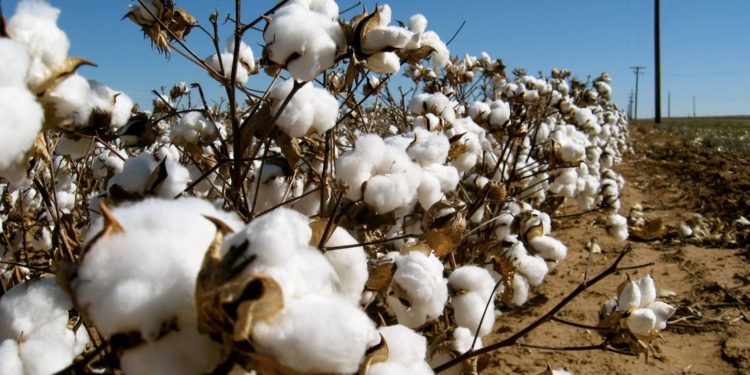 Mozambique call on cotton farmers to diversify