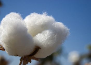 Negotiation over new minimum cotton price hits a brick wall, Govt resolve to subsidise