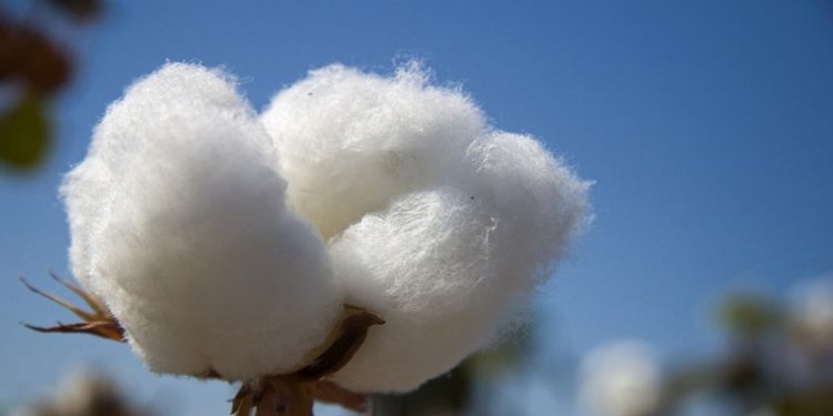Negotiation over new minimum cotton price hits a brick wall, Govt resolve to subsidise