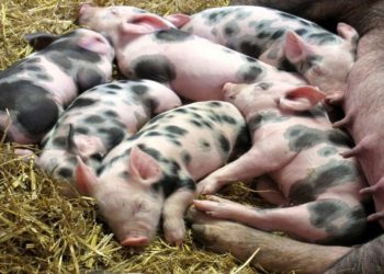 Swine fever outbreak detected on farm in South Africa