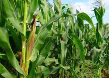 Maize planter calibration to improve your profitability