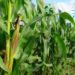 Maize planter calibration to improve your profitability
