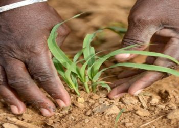 Mozambique launch agriculture program to increase productivity and income