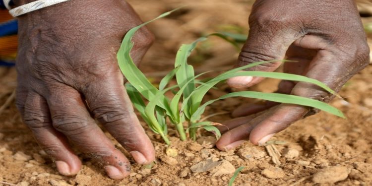 Mozambique launch agriculture program to increase productivity and income