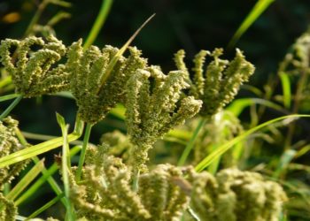 Centres of Innovation avail funds aimed at developing more resilient, nutritious crops in Africa, Latin America and the Caribbean.