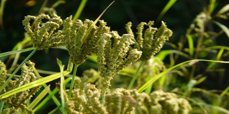 Centres of Innovation avail funds aimed at developing more resilient, nutritious crops in Africa, Latin America and the Caribbean.