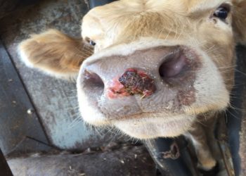 Mozambique detect second Foot and Mouth Outbreak