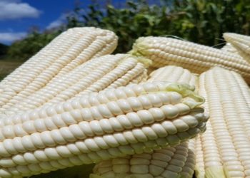 Mozambique to benefit from Zambia, U.S. in Seed Export project