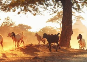 Africa among the World Hunger-Risk Hotspots