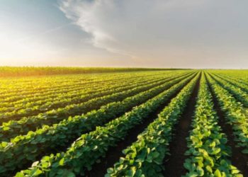 Mozambique agripreneurs company in the final of AfDB’s $120k AgriPitch competition