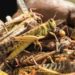 SADC NEEDS US$20 M to Fight Locust Plague