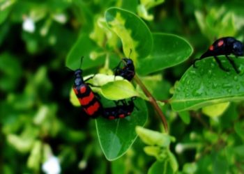 SADC member-states to raise funds to finance acts of surveillance and control of this insect pest