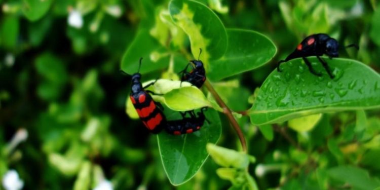 SADC member-states to raise funds to finance acts of surveillance and control of this insect pest