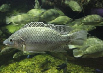 Conservationists celebrate new fisheries law as a milestone