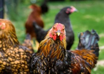 African campaigner calls for cage free egg production