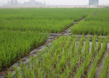Agronomists in Africa should make better use of Chinese information and technology, expert advises