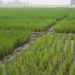 Agronomists in Africa should make better use of Chinese information and technology, expert advises