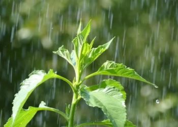 Report forecast Southern Africa to have a bumper crop