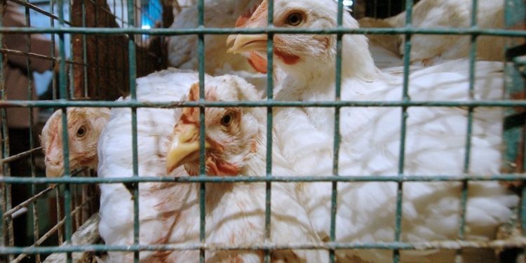 Bird flu fears in South Africa, Mozambique bans poultry and egg imports