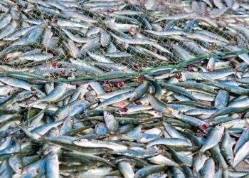 FAO joins Mozambique in its fight against illegal fishing