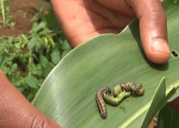 Mozambique to be affected as Fall armyworm ‘worsens hunger among smallholders’