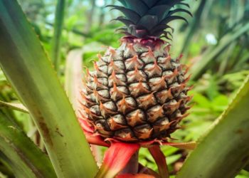 Severe underfunding stifling Africa’s agri-food sector