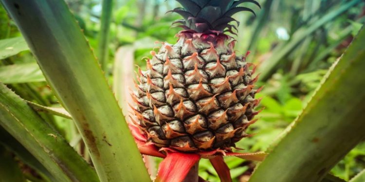 Severe underfunding stifling Africa’s agri-food sector