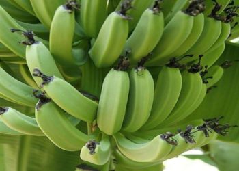 AgDevCo aims to develop the banana industry in Mozambique