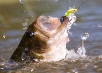 Mozambique authorities seek to combat biodiversity devastation by clamping on illicit fishing