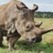 The Peace Parks Foundation leads anti-poaching in Mozambique
