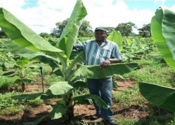 Agriculture is a key sector for the MCC’s next round of aid to Mozambique.