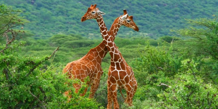 A victory for cross-border conservation between Mozambique and South Africa