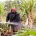 Moçambique recebe apoio para pequenos agricultores na Província de Sofala