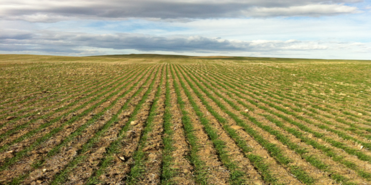 Africa advised to protect its dryland farming