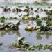 CLIMATE CRISIS IN MOZAMBIQUE: ‘Everyone has to fight a war to stay here on Earth’