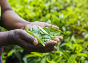 Farmers deal with insecurity and climate crisis