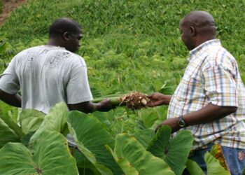 Millennium Challenge Corporation to help define Compact II’s investments to maximize long-term economic benefits for Mozambique