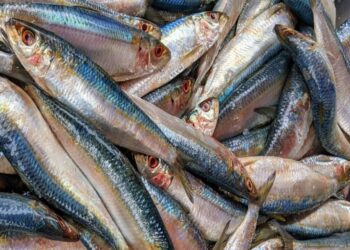 Use of harmful fishing gear threatening kapenta existence in the Cahora Bassa Lake