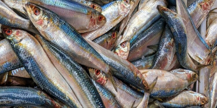 Uso de artes de pesca nocivas ameaçam a existência de kapenta na Lagoa de Cahora Bassa