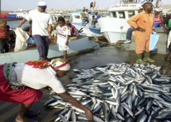 Mozambique losing 60 million dollars a year because of illegal fishing